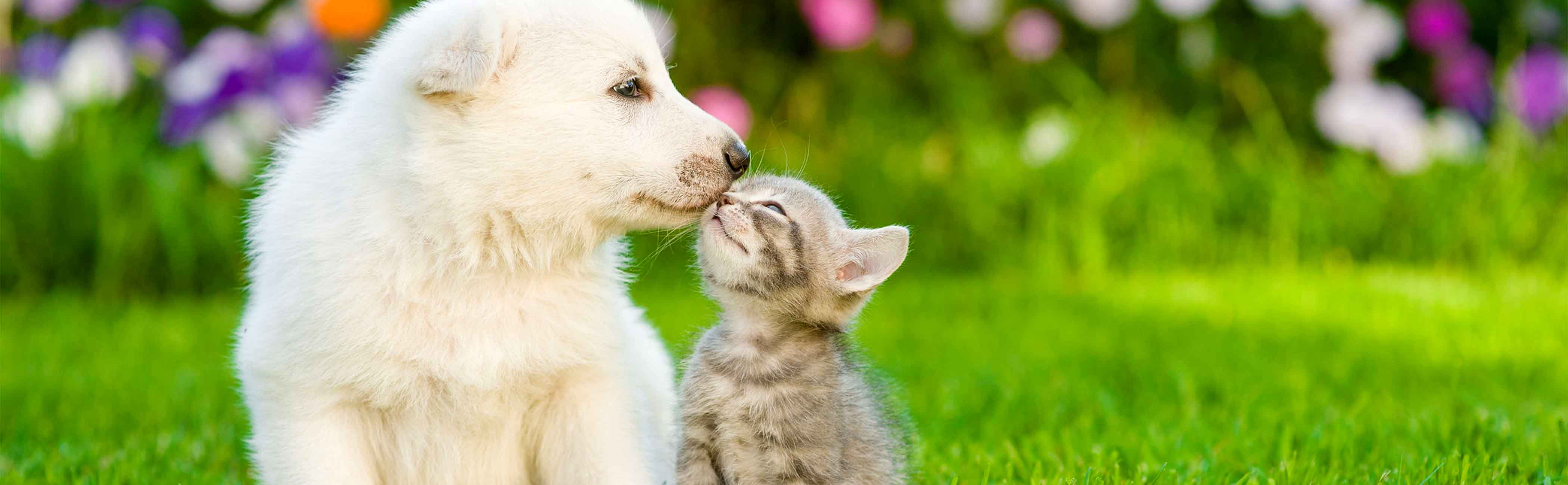 A puppy and kitten kissing, symbolising gaining clients.